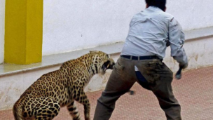 Leopardo irrumpe en un tribunal en India y deja 5 heridos