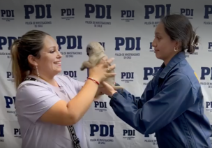 Apareció Samy: PDI rescata a cachorro pug que fue robado en Linares