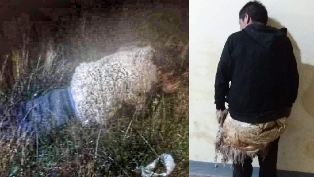 Insólito: Reo se “disfraza” de oveja para intentar escapar de una cárcel en Bolivia
