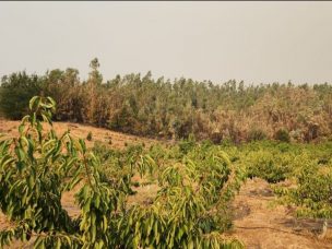 Fedefruta: Familias de temporeros, pequeños agricultores, y fruticultores de “zonas cero” son los principales damnificados por la catástrofe