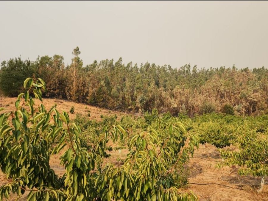 Fedefruta: Familias de temporeros, pequeños agricultores, y fruticultores de “zonas cero” son los principales damnificados por la catástrofe