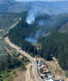 La Corporación Chilena de la Madera denuncia intencionalidad en incendios: En algunas comunas supera el 90%