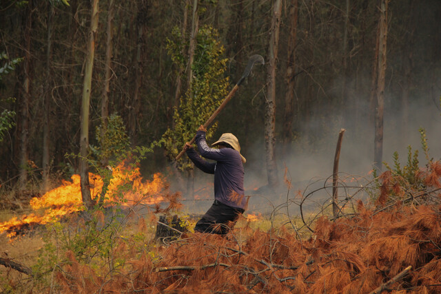 Declaran alerta roja en Monte Patria por incendio forestal