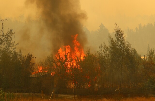 Declaran Alerta Roja en Curacaví por incendio forestal: Siniestro amenaza sectores poblados