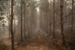 Incendios forestales: Hay 26 en combate y hectáreas consumidas van en 458 mil