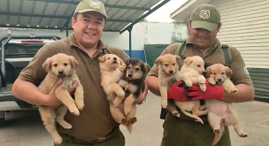 Carabineros de Quillón rescata camada de perritos desde incendios forestales