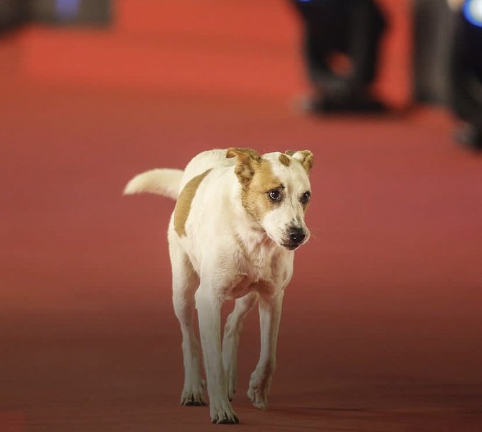 “El mejor vestido”: Perro se robó las miradas tras “infiltrarse” en la “Noche Cero”