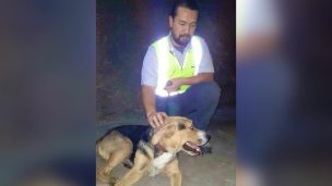 Perro fue rescatado desde la vía de la estación Einstein