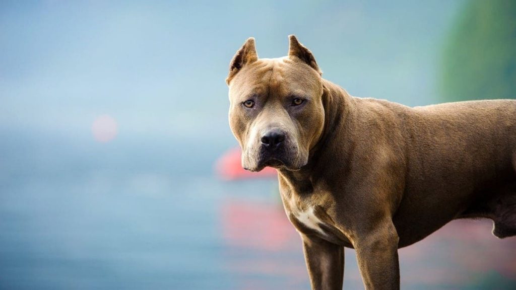 Detective de la PDI queda herido de gravedad tras ataque de pitbull en operativo antidrogas