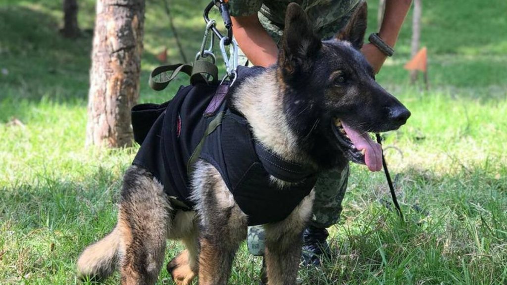 ¡Una emotiva despedida!: Bomberos y Ejército mexicano honraron al perro rescatistas “Proteo” tras su fallecimiento