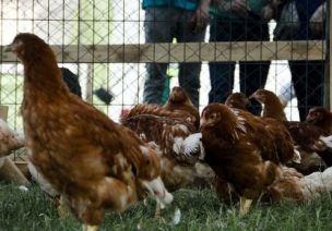 Alerta Temprana Preventiva por nuevos casos de influenza aviar en La Araucanía