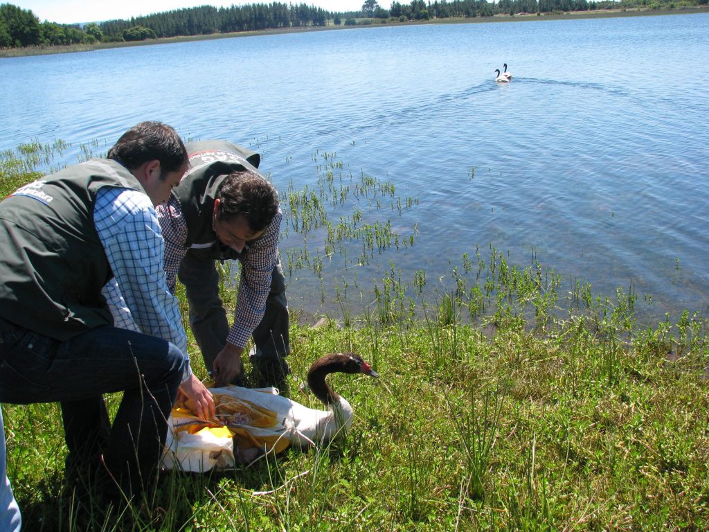 Valdivia: Declaran emergencia zoosanitaria por contagio de gripe aviar en cisnes de cuello negro
