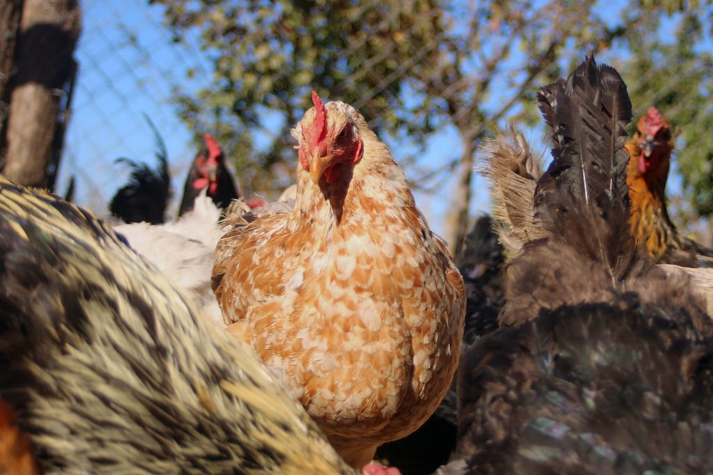 Argentina: Más de 250 mil aves mueren por influenza aviar