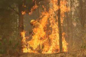 Senapred reporta 20 incendios forestales en combate: se registran 7.770 personas damnificadas