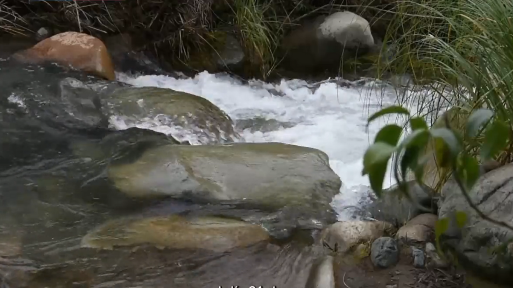 Conaf: Restauración y protección de bosques impactan también en regulación del ciclo del agua