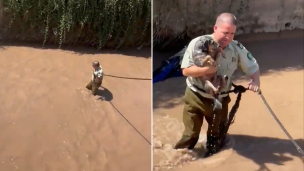 VIDEO | Carabinero rescata a perrito del canal San Carlos