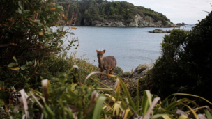 Incendios forestales: Pudú alcanzó a escapar de las llamas en San Pedro de la Paz y se salvó