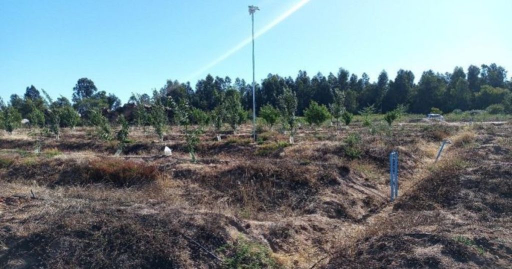 Así funciona el innovador sistema de riego en O’Higgins