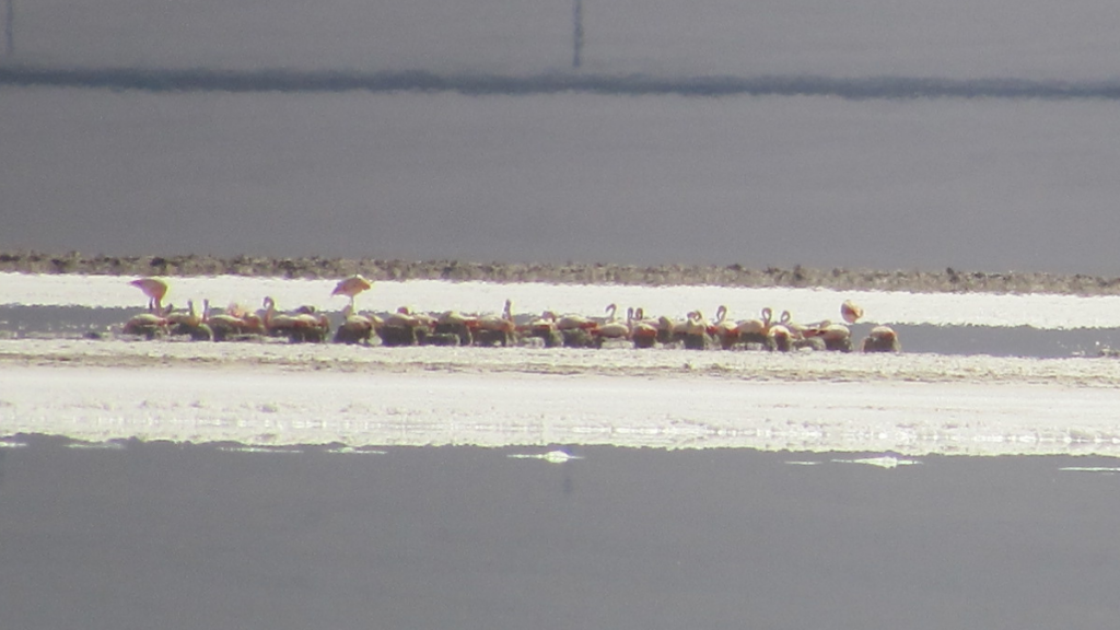 Guardaparques de Conaf avistan más de 800 polluelos de flamencos altoandinos en el Salar de Maricunga