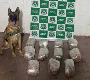 Lo volvió a hacer: Can Foxy detectó más de 31 mil dosis de droga en el norte