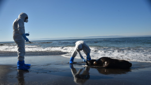 Sernapesca reporta más de 2.270 animales varados muertos a nivel nacional por gripe aviar