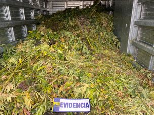 Los Vilos: Crimen organizado pierde multimillonaria suma gracias a Plan Cannabis de la PDI