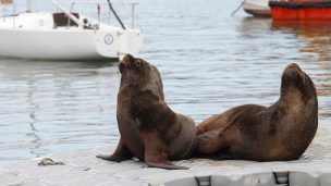 Confirman el segundo caso de gripe aviar en un lobo marino