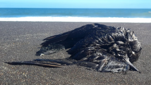 Decretan el cierre de todo el borde costero de San Pedro de la Paz por el hallazgo de aves muertas: Se sospecha de gripe aviar