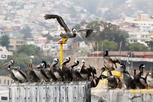 Ministerio de Salud confirma primer caso humano de gripe aviar en Chile