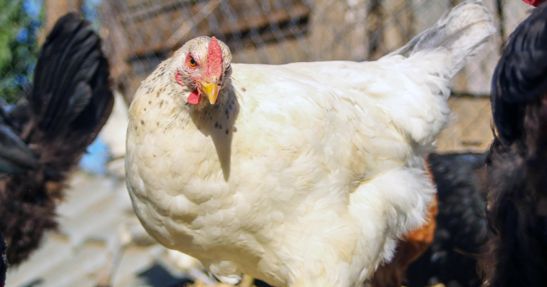 Senapred mantiene alerta preventiva en Los Ríos por brote de influenza aviar H5N1