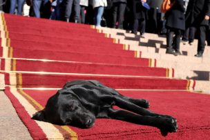 Repudiable: Hombre mató a un perro a patadas en España