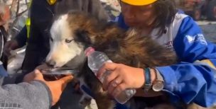 ¡Un milagro! Perro fue encontrado con vida tras estar 23 días bajo los escombros en Turquía