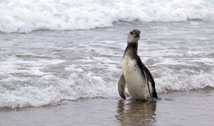 Confirman primer caso de influenza aviar en un pingüino de Humboldt en Coquimbo