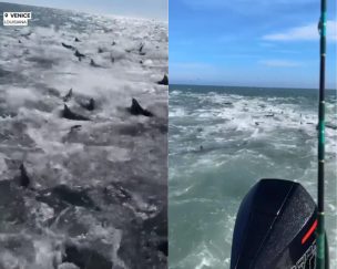 Impresionante: Tiburones rodearon un barco pesquero en Estados Unidos