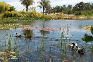 SAG confirmó casos de gripe aviar en Jardín Botánico de la Universidad de Talca