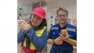 Trabajadores de Metro rescatan gatitos abandonados en estación Neptuno