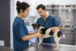 Red de Hospitales Clínicos Veterinarios de UNAB suma dos nuevas instalaciones para la comunidad