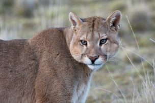 SAG lamenta muerte de puma atropellado en Los Lagos e insta a manejar con cuidado