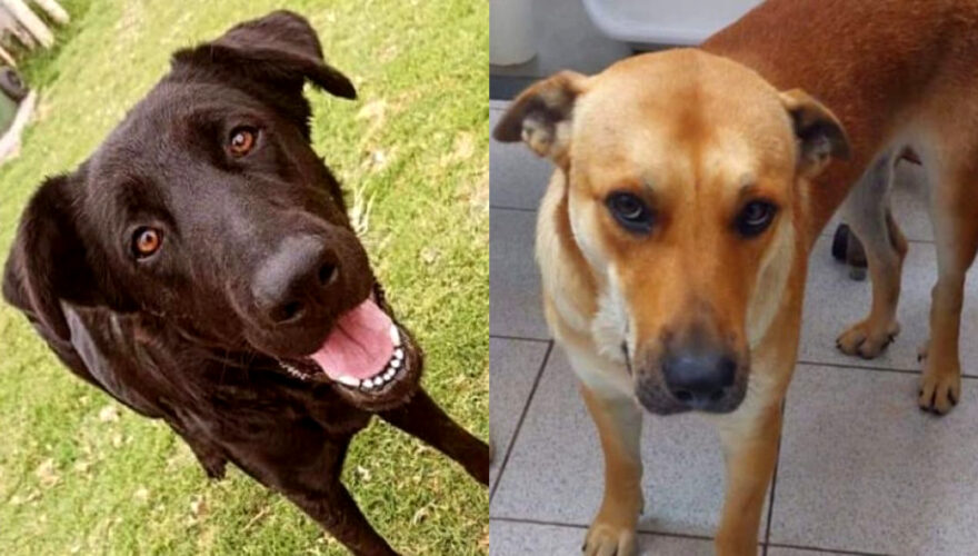 U. del Alba desvincula a cuatro funcionarios y suspende a vicerrector tras denuncia de matanza de perros para clases de anatomía