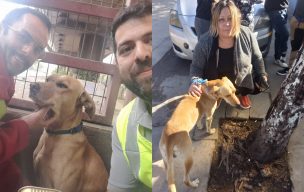 ¡Emotiva historia!: Perrito que fue rescatado de las vías del Metro se reencontró con su dueña