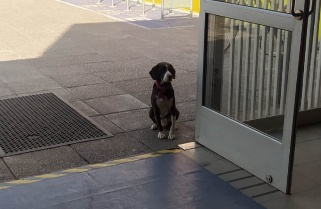 La desgarradora denuncia del alcalde de Maipú: Cachorrito fue olvidado en un local de votación y “lleva más de dos horas esperando”
