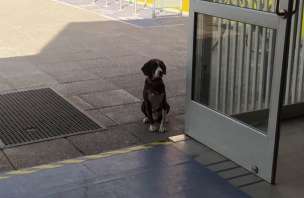 La desgarradora denuncia del alcalde de Maipú: Cachorrito fue olvidado en un local de votación y 