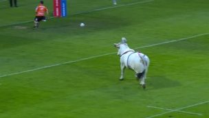 ¡Insólito! Toro invade cancha de rugby en pleno calentamiento de los jugadores