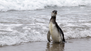 Sernapesca informó que han muerto más de 7.000 animales marinos por influenza aviar en el país