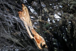 Caída de árbol provoca la muerte de un hombre en Cerro Caracol de Concepción