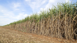 Brasil prevé que la producción agrícola de 2023 crezca un 16,1%