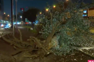 Vehículo derriba un árbol en la Alameda: Sujetos se dieron a la fuga