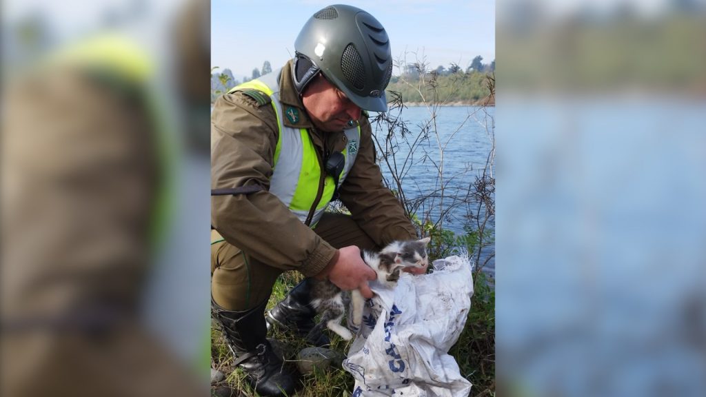 ¡Carabineros los salvaron!: Gatitos fueron rescatados tres ser abandonados en un saco a orillas de Río Cautín