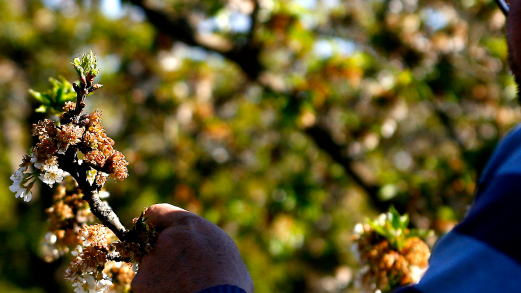 Fedefruta reporta afectación en producción de cítricos y paltos: Extensión de heladas “es muy preocupante para los frutales”