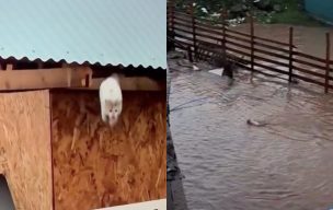 VIDEO | Gatito que saltó hacia el Río Cachapoal durante transmisión de matinal se logró salvar